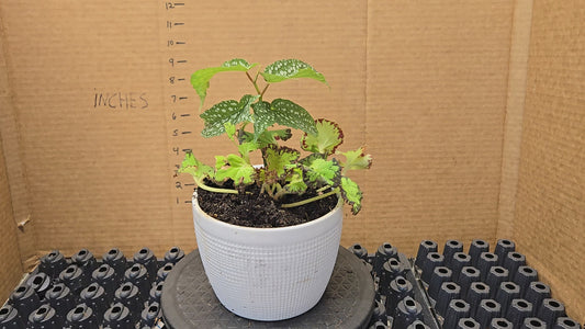 Rex and Angel Wing Begonia in decorative pot