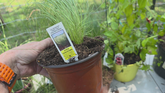 Feather Grass  'COLORGRASS PONY TAILS '