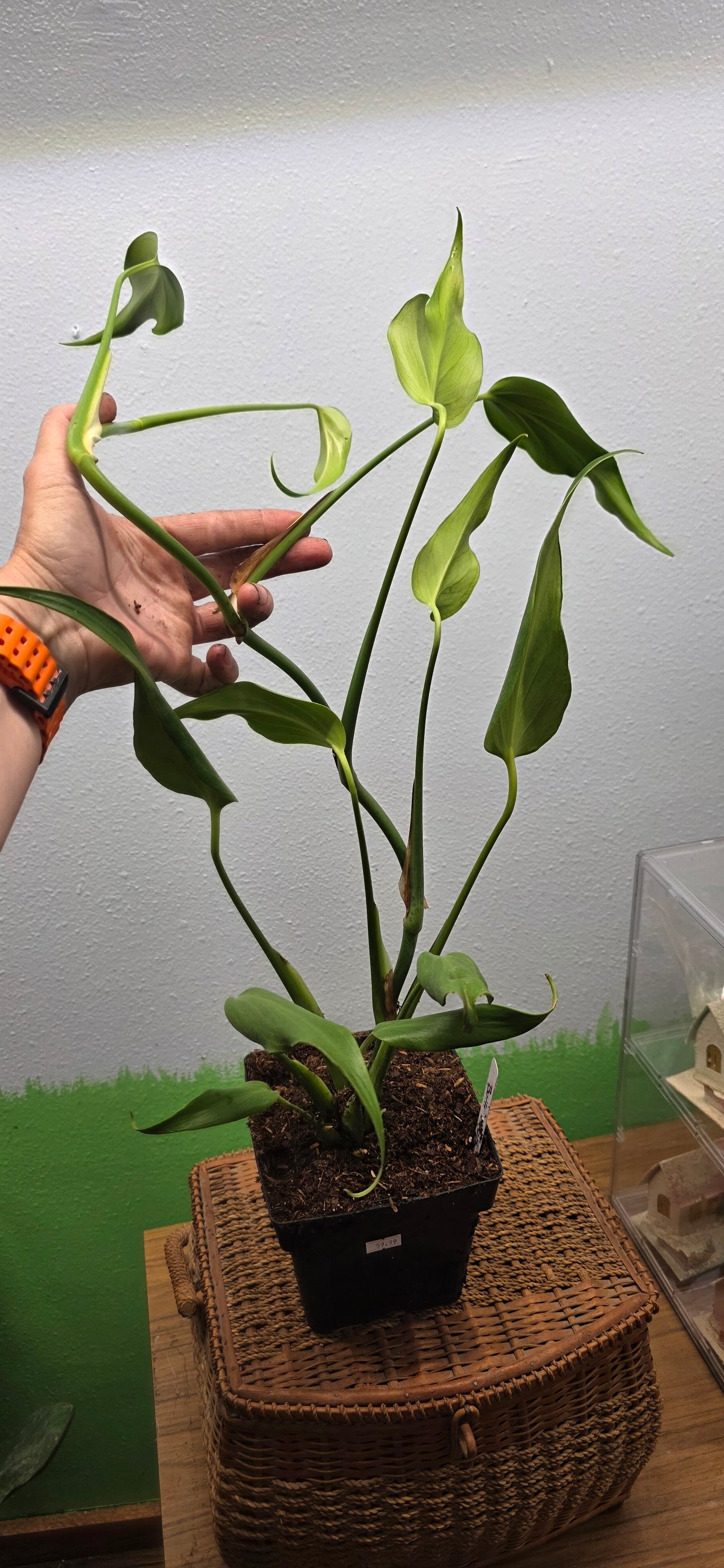 Monstera 'Burle Marx Flame'