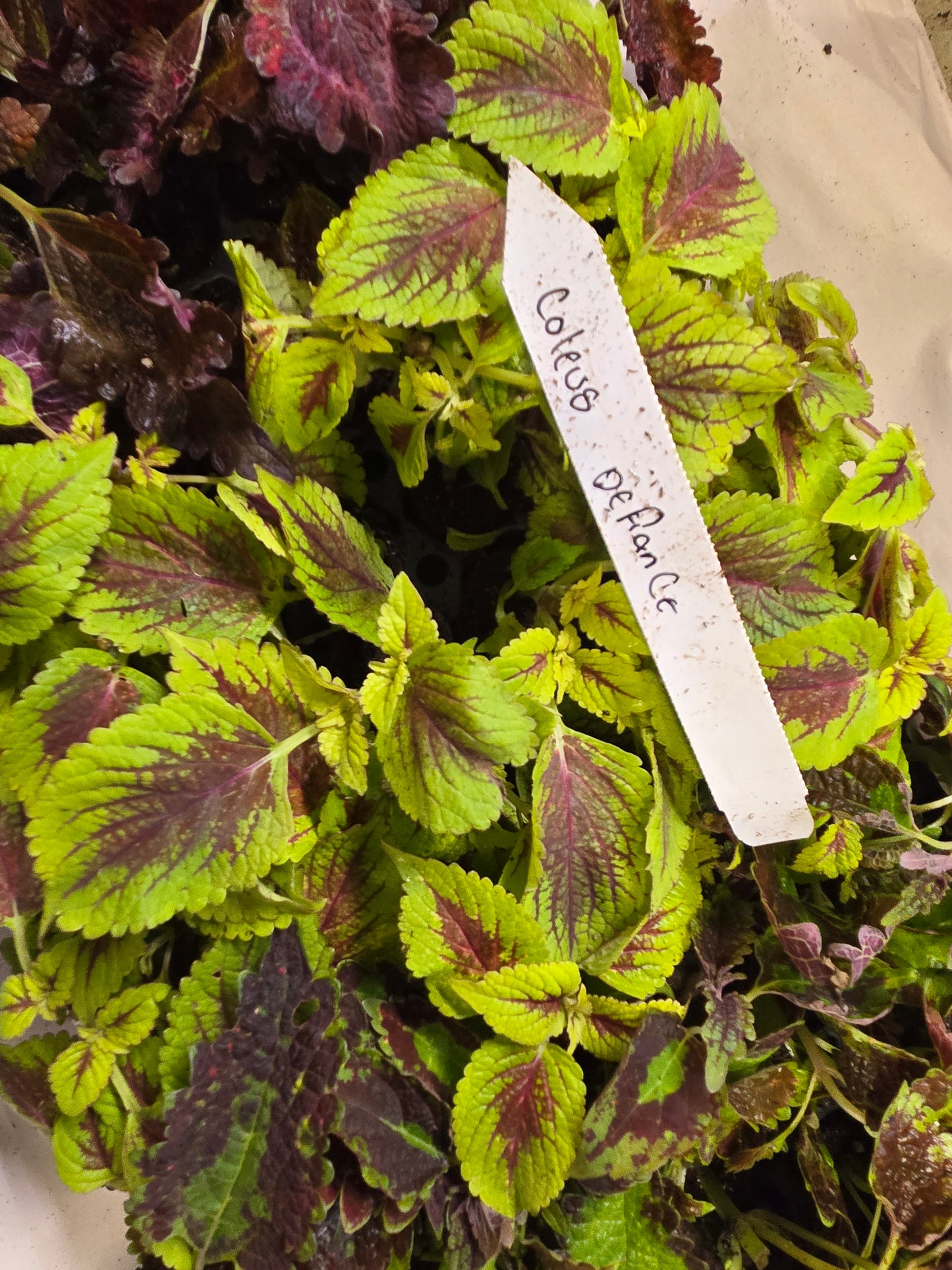 Coleus "PAT MARTIN" live plant