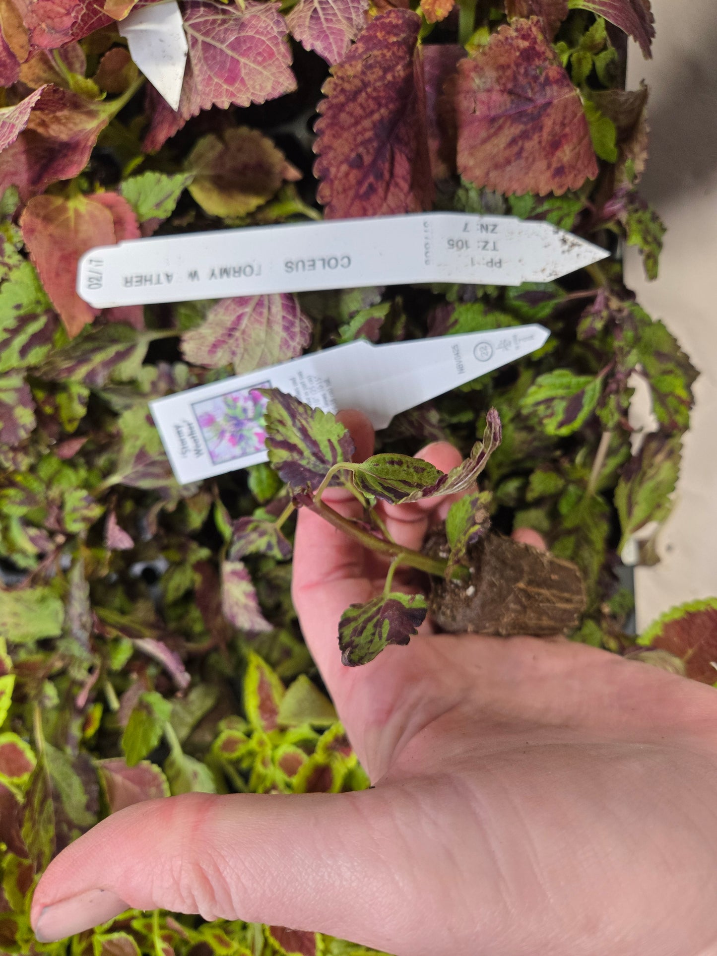 Coleus "MEANDERING LINDA" live plant