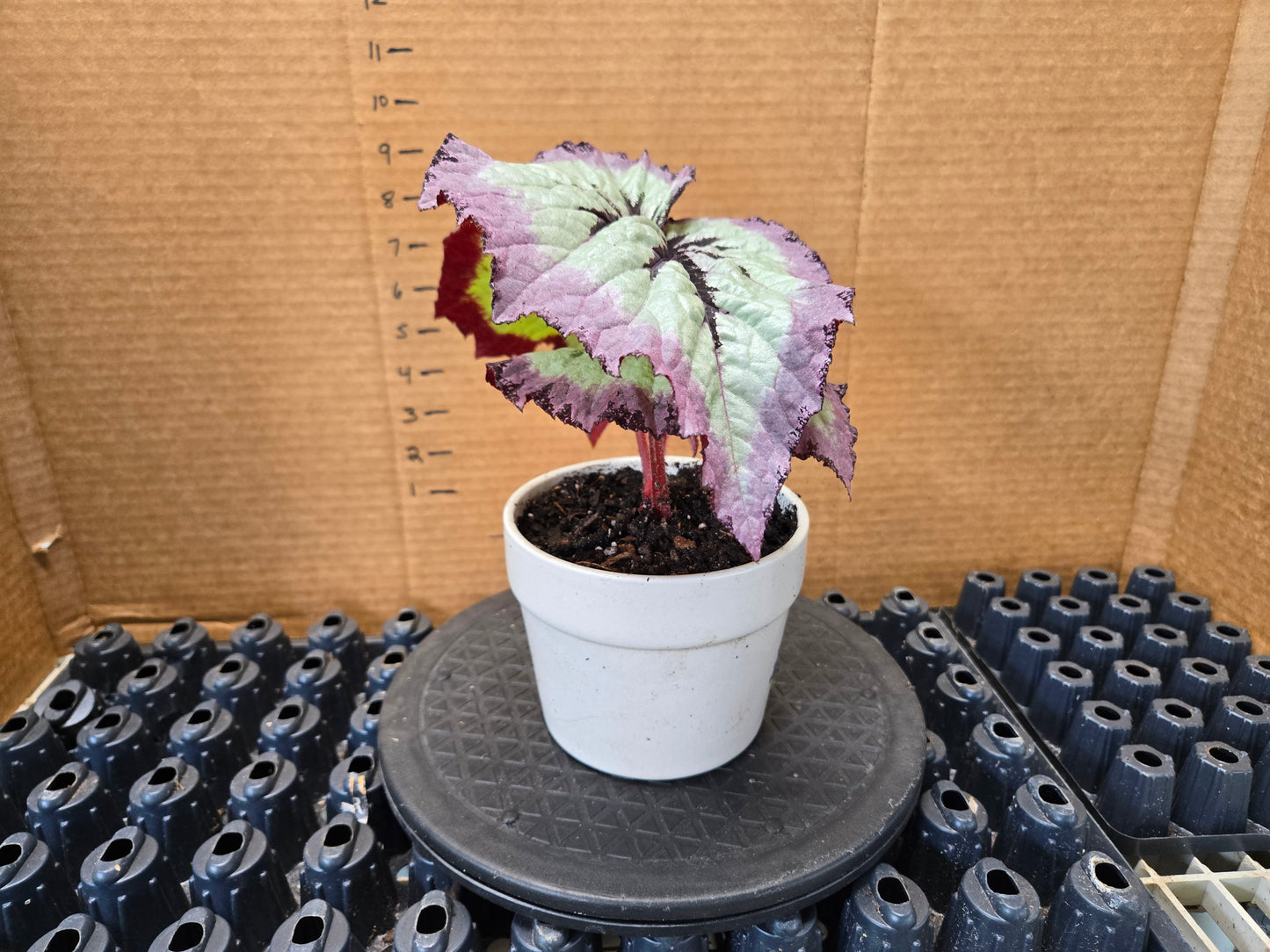 POTTED PREMIUM Rex Begonia Harmony's  Fire Woman