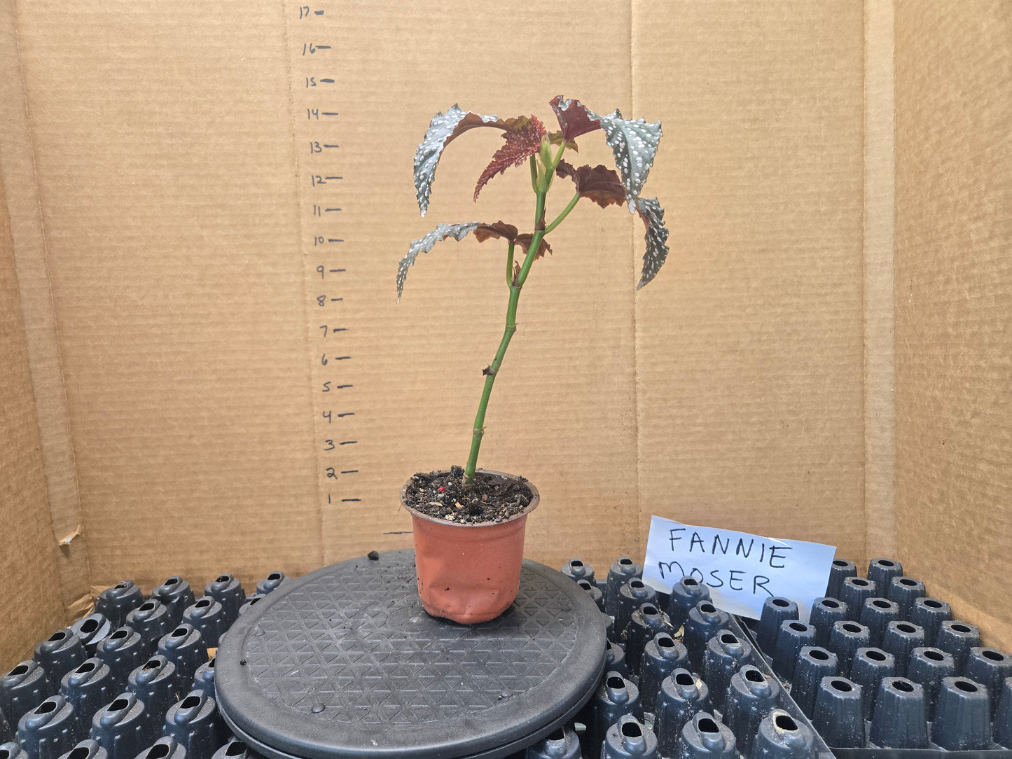 LARGE Begonia FANNIE MOSSER Rooted   Plant Angel Wing Cane