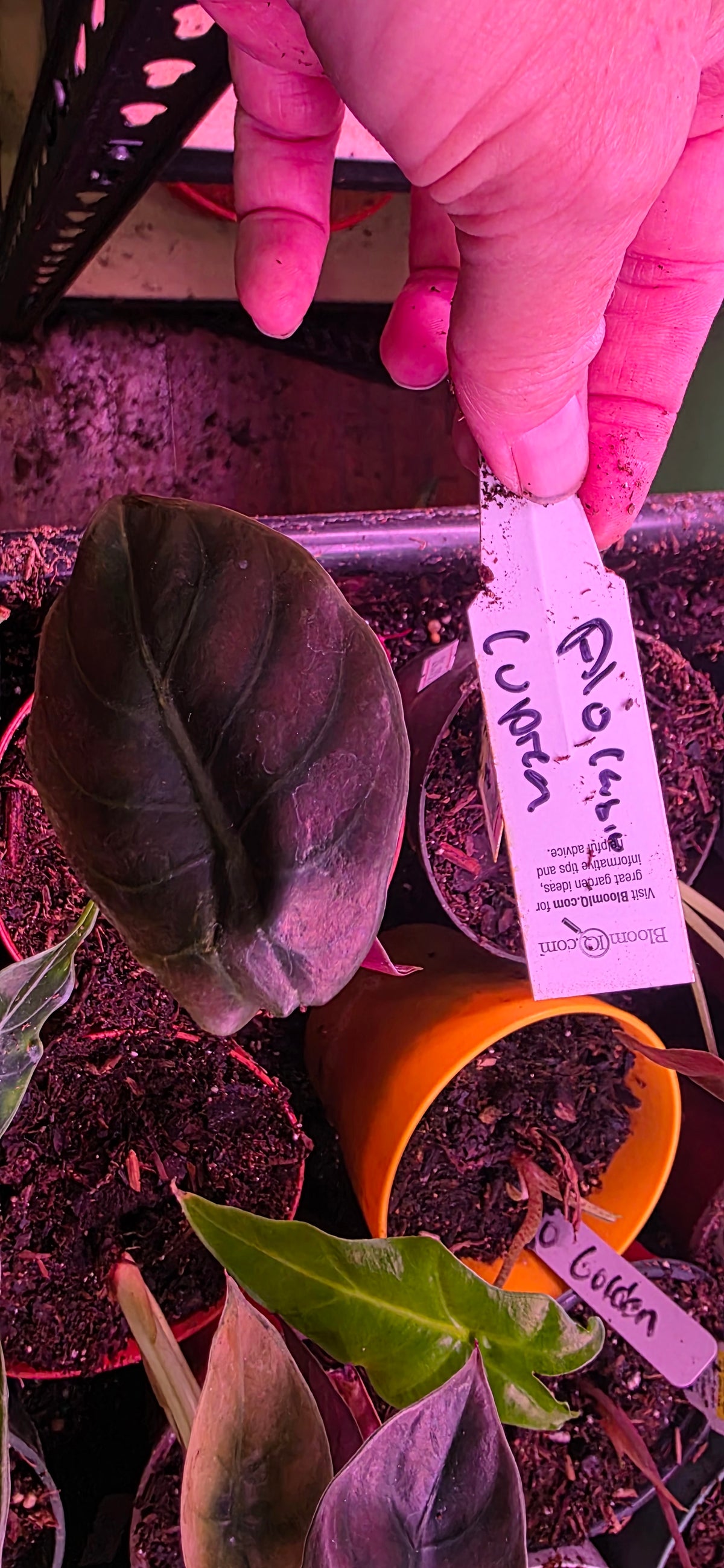 Alocasia Cuprea. :