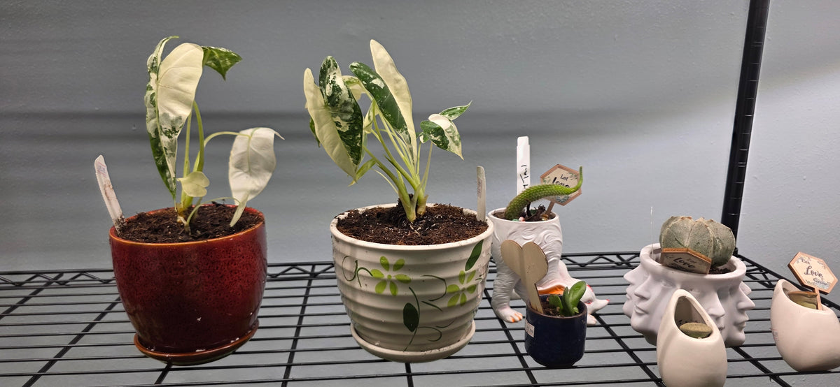 Alocasia Variegated Frydek -
