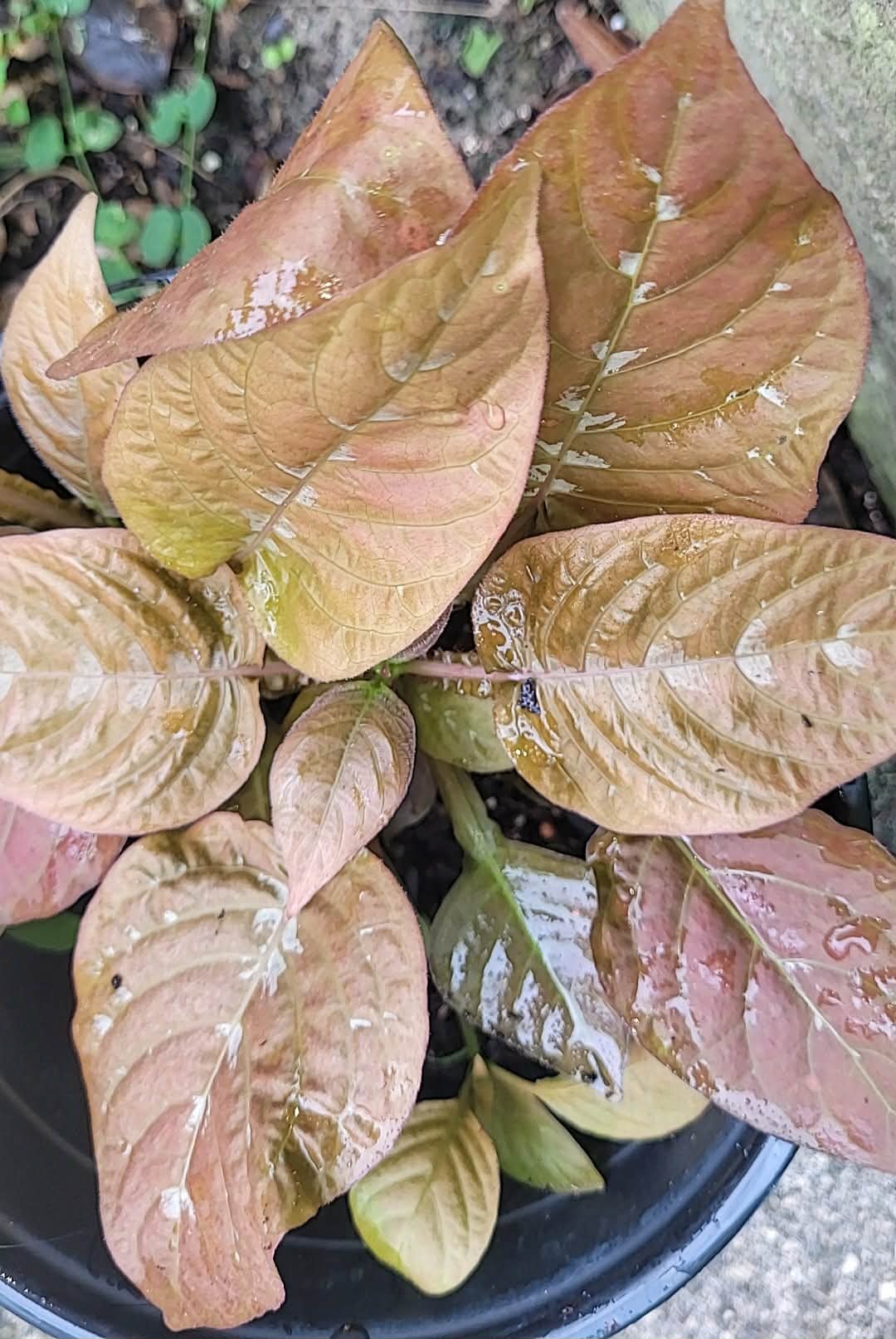 Hard to find Chocolate Plant Pseuderanthemum alatum or Chocolate Plant