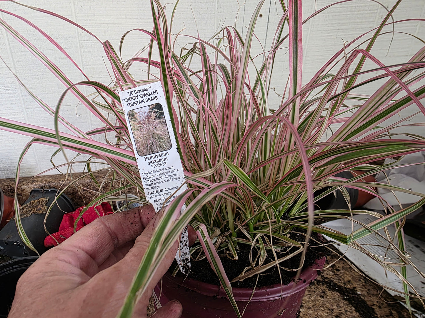 Fountain Grass 'CHERRY SPARKLER '