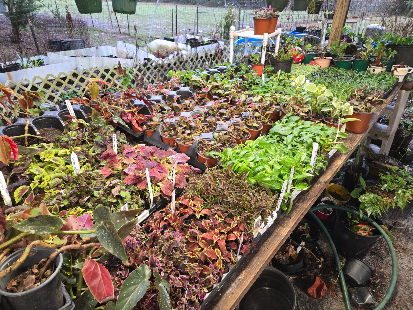 Coleus "CRACKLIN ROSE" live plant