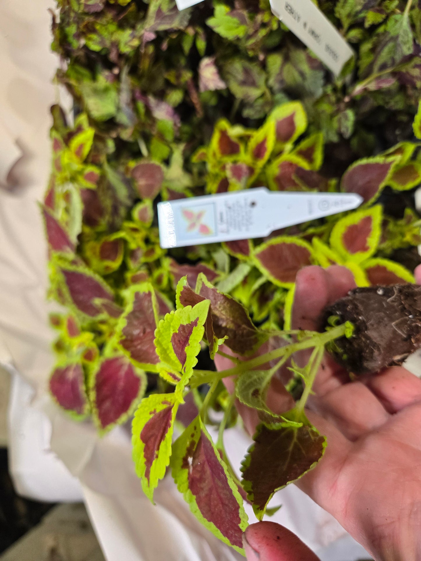 Coleus "CRACKLIN ROSE" live plant