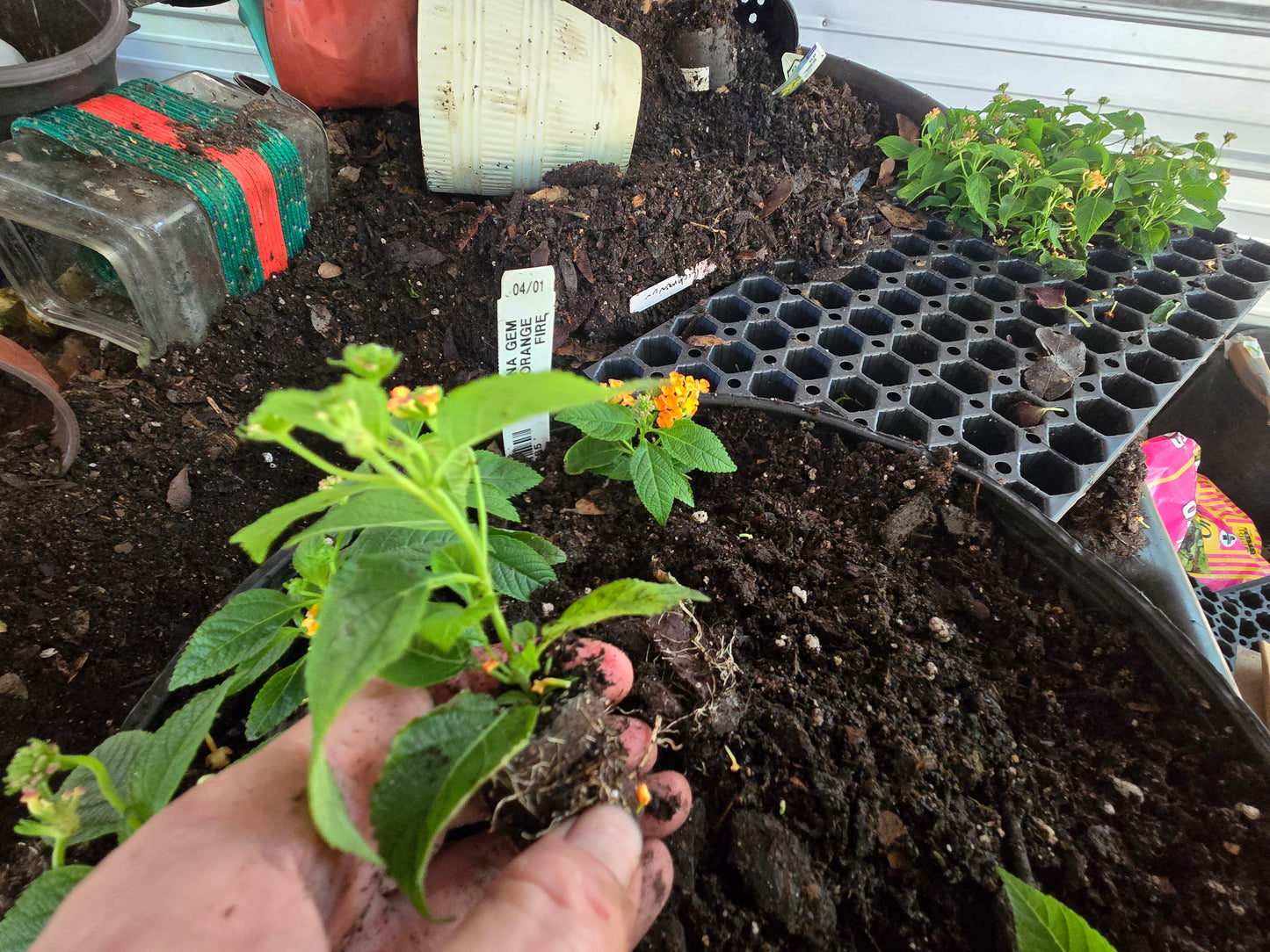 Lantana "COMPACT ORANGE FIRE " Live Rooted Starter  Plant