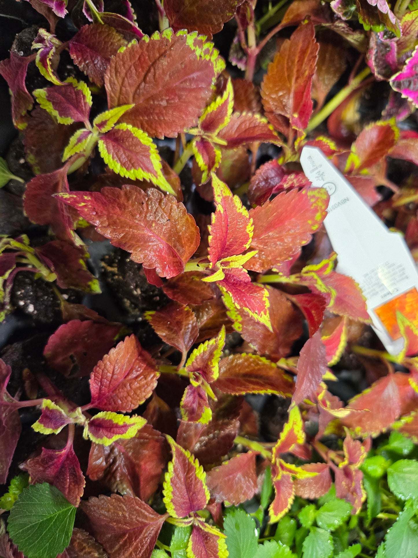 Coleus "CRACKLIN ROSE" live plant