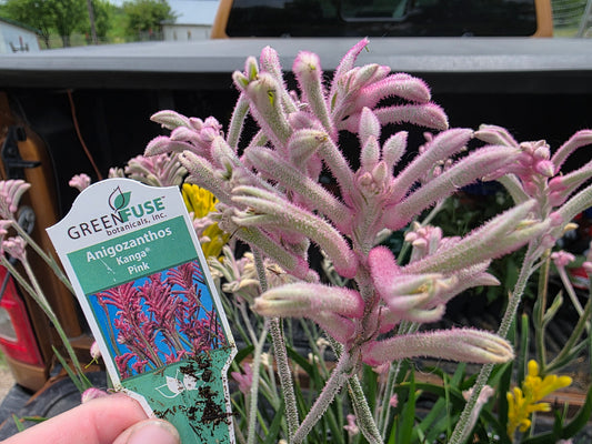KANGAROO PAW LIVE plant Pink full clump