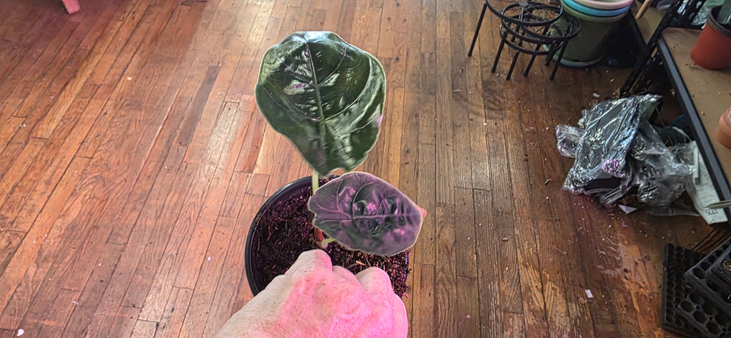 Alocasia Azlanii: