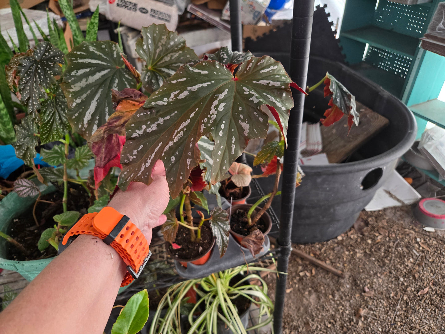 6 in pot Large Angel Wing/cane Sophia Begonia Rooted