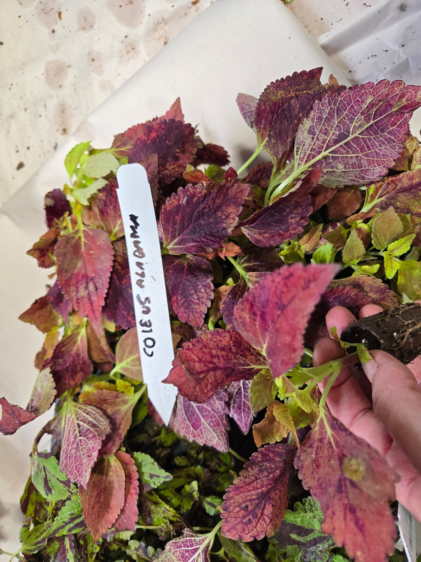 Coleus "CRACKLIN ROSE" live plant