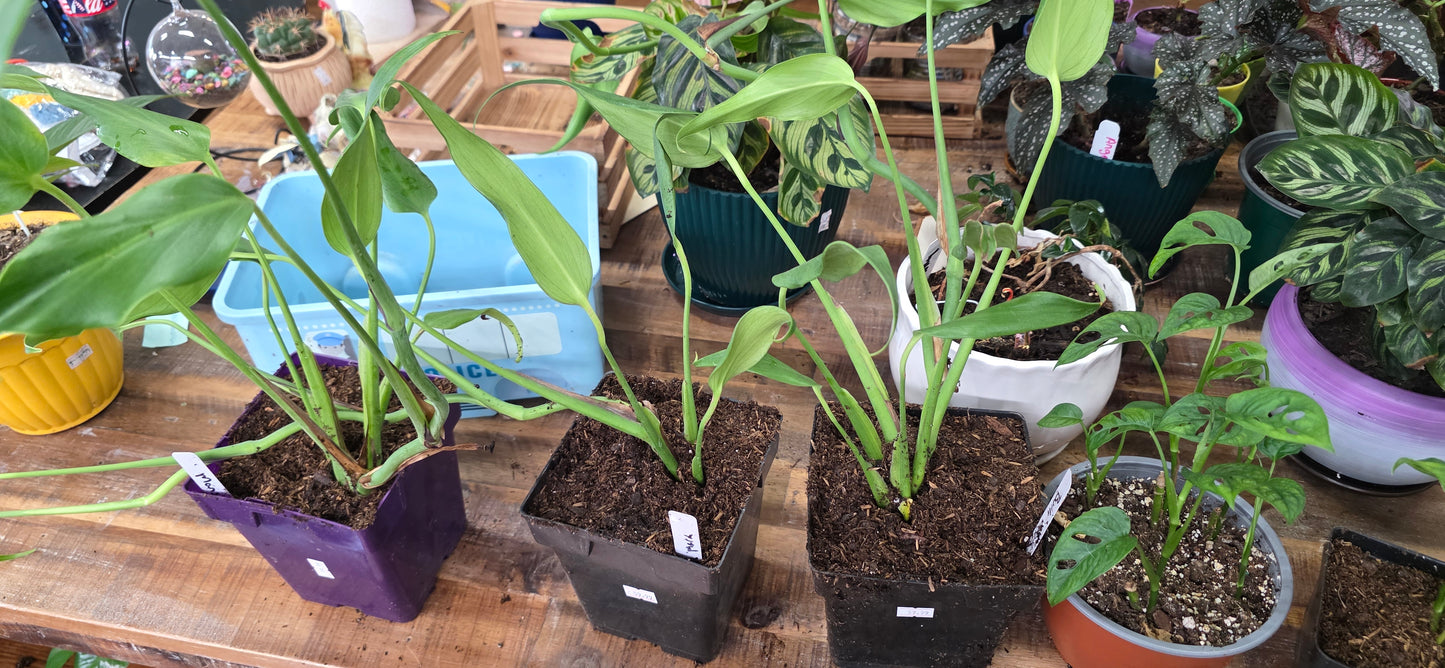 Monstera 'Burle Marx Flame'