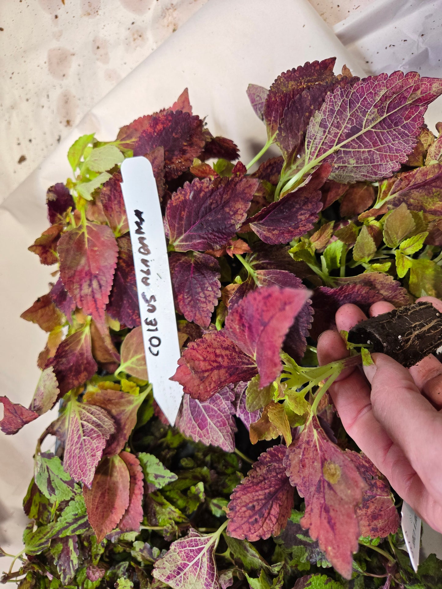 Coleus "MEANDERING LINDA" live plant