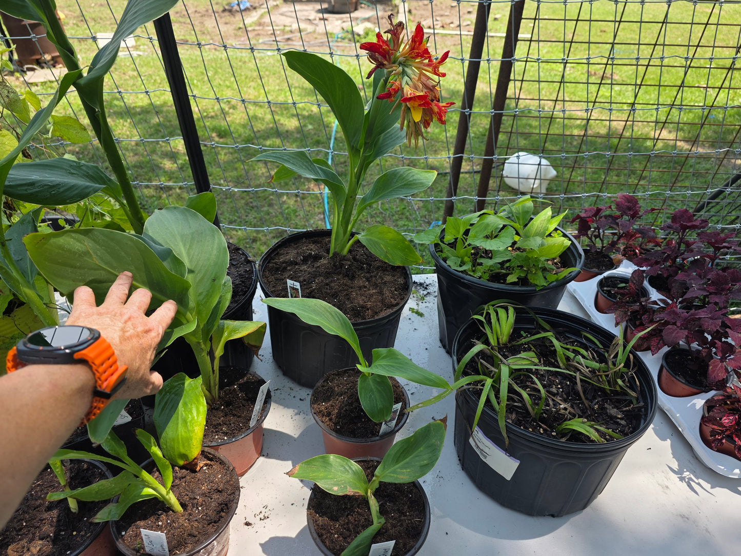 'DWARF TYPE NOID 'Canna live plant