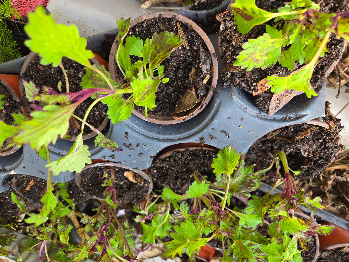 Coleus "KINGWOOD KARNIVAL " live plant