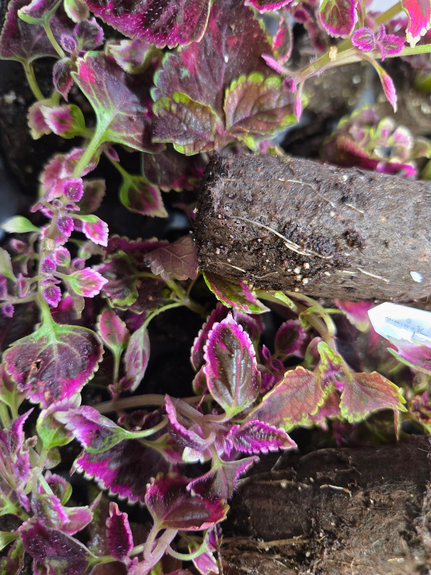 Coleus "RED COAT" live plant