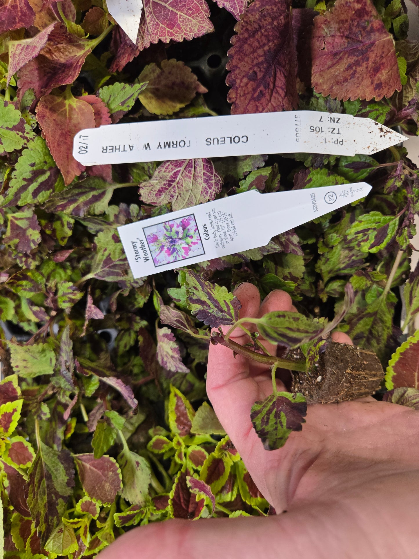 Coleus "CRACKLIN ROSE" live plant