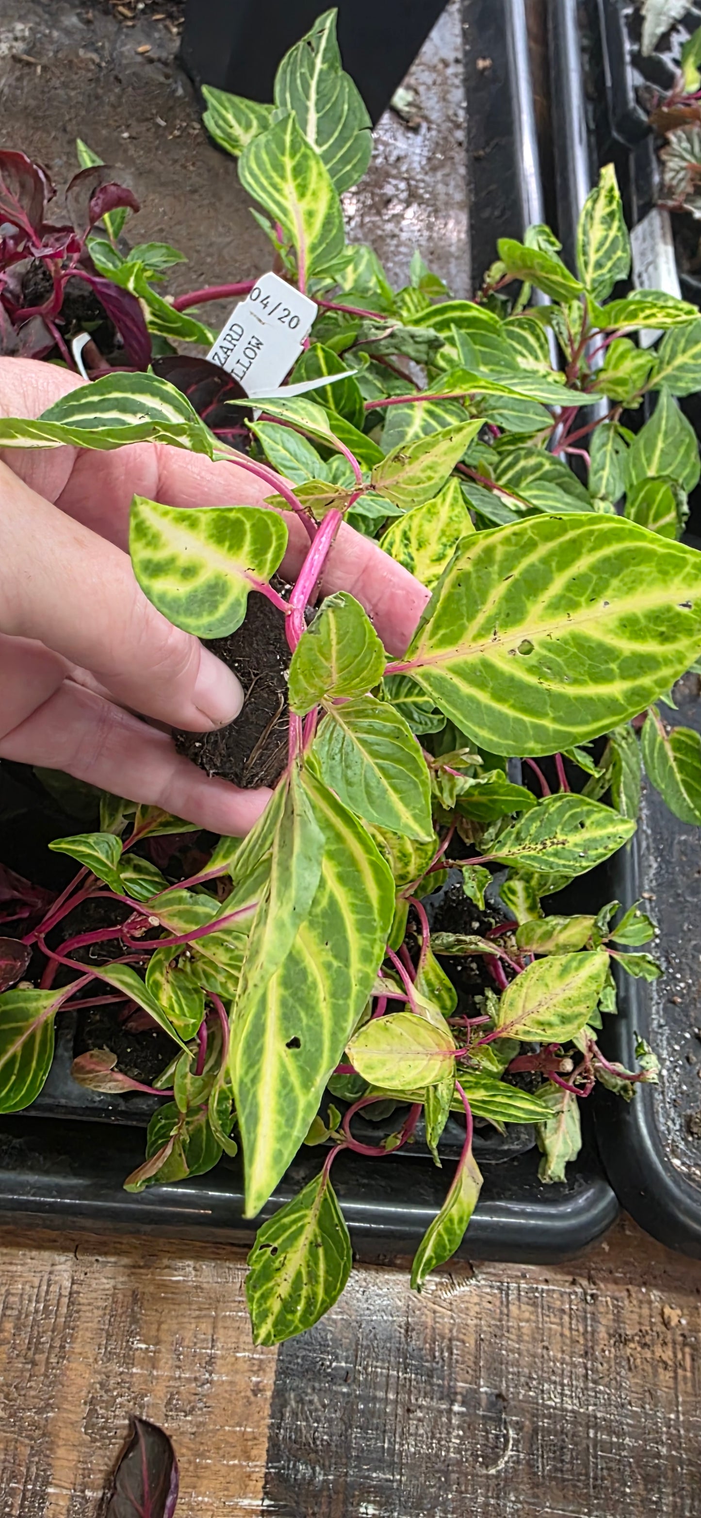 Lysine Chicken Gizzard Yellow Rooted Starter Plant