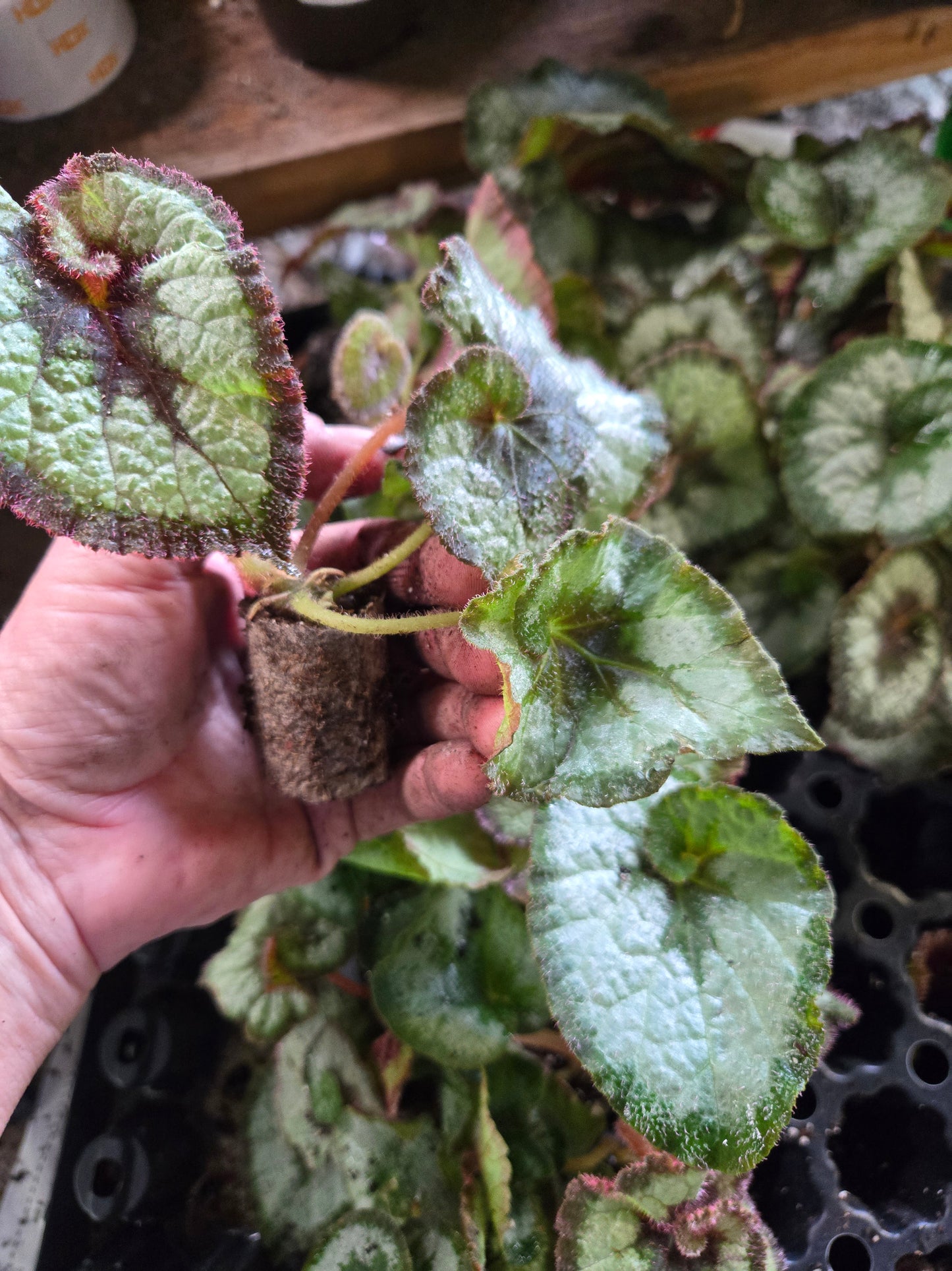 Begonia rex SMALL 'ESCARGOT' Live Plant