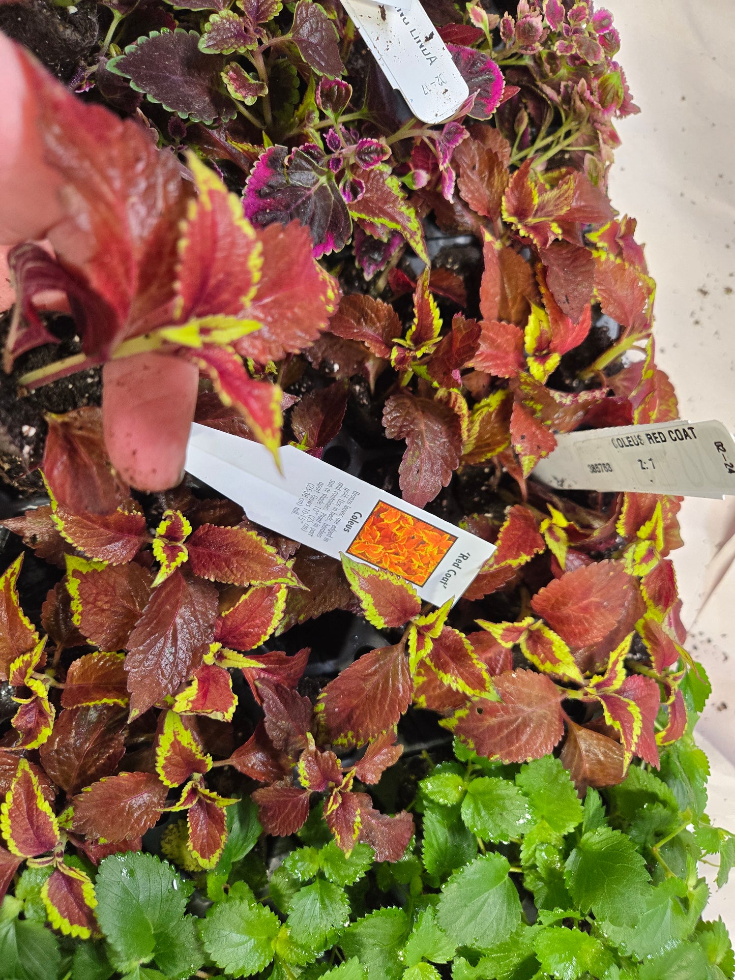 Coleus "RED COAT" live plant