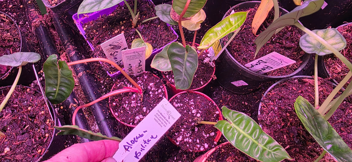 Philodendron Billietiae (Billie)
