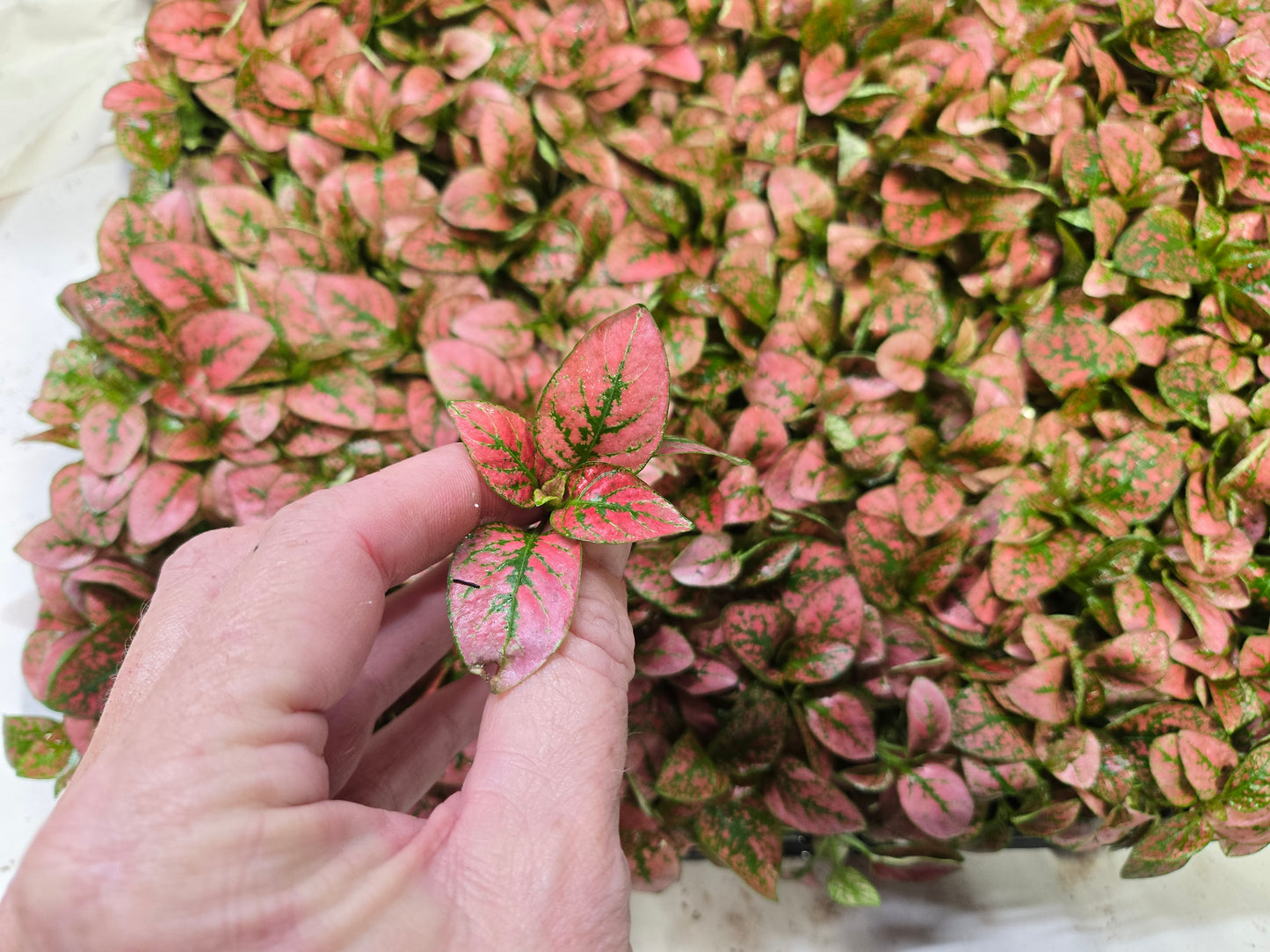 Polka Dot Plant "RED SPLASH SELECT "