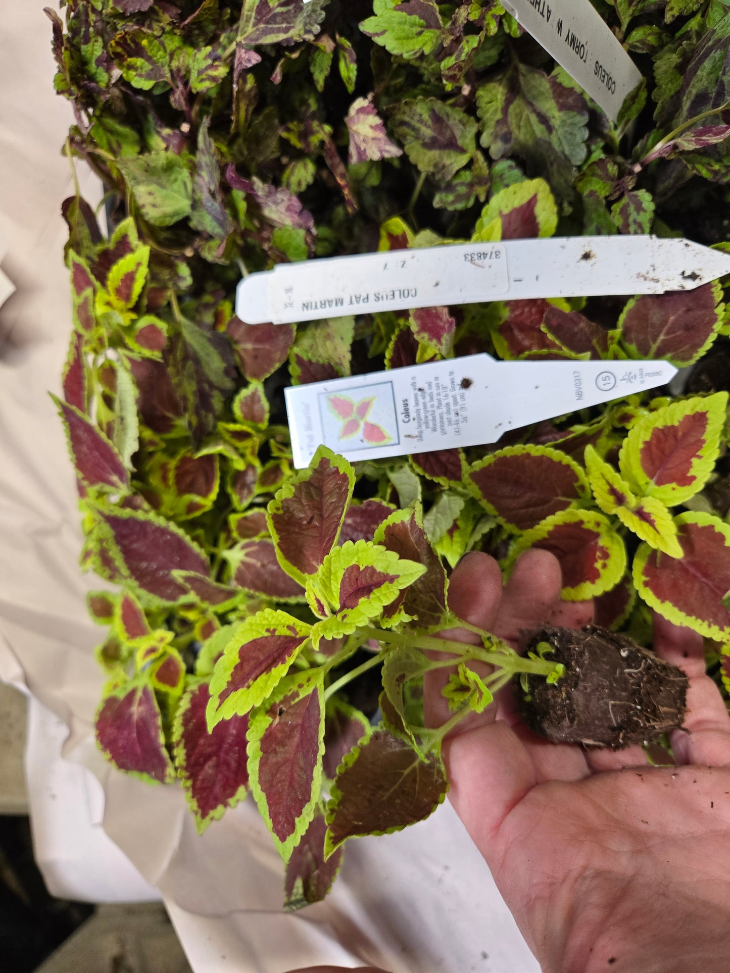 Coleus "RED COAT" live plant