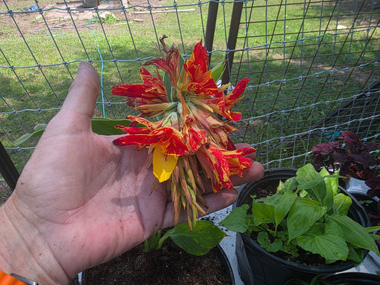 'DWARF TYPE NOID 'Canna live plant