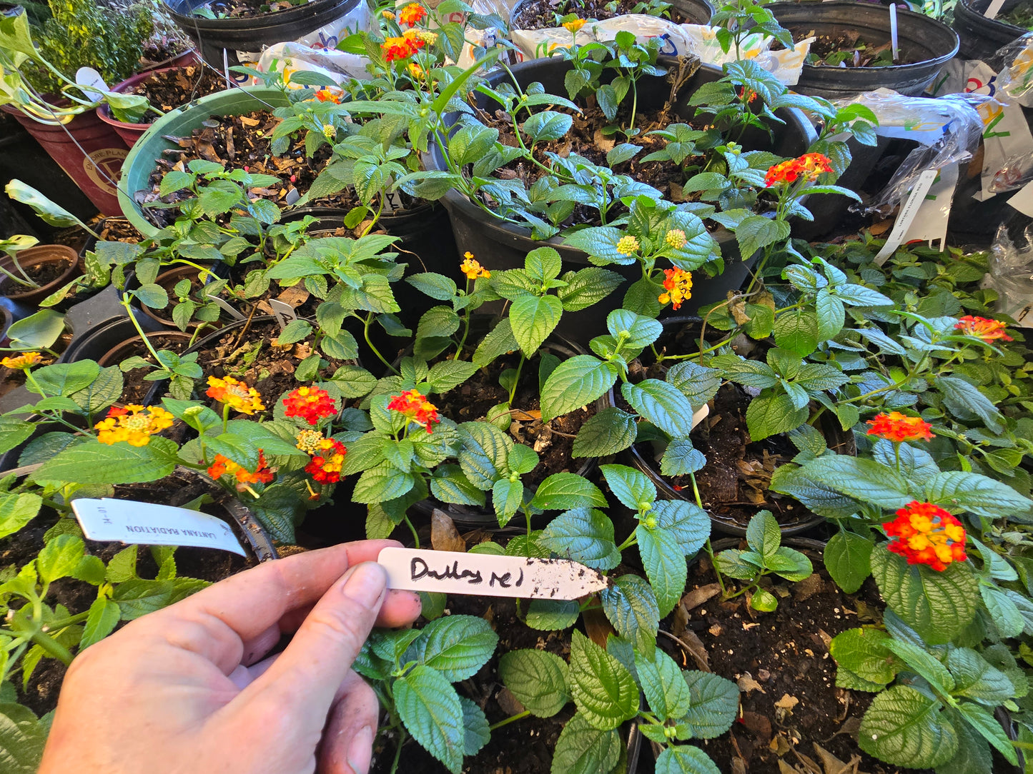 Lantana " DALLAS RED " Live Rooted Starter  Plant