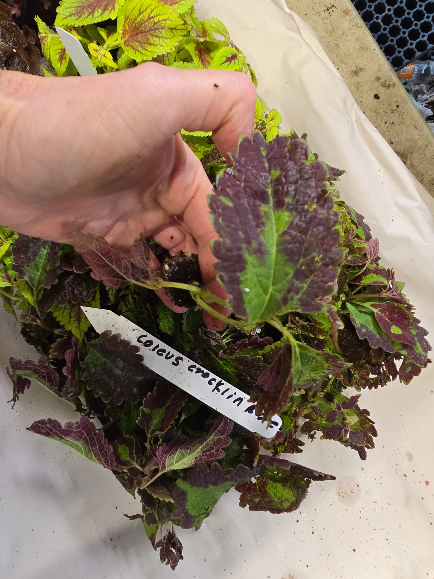 Coleus "MEANDERING LINDA" live plant