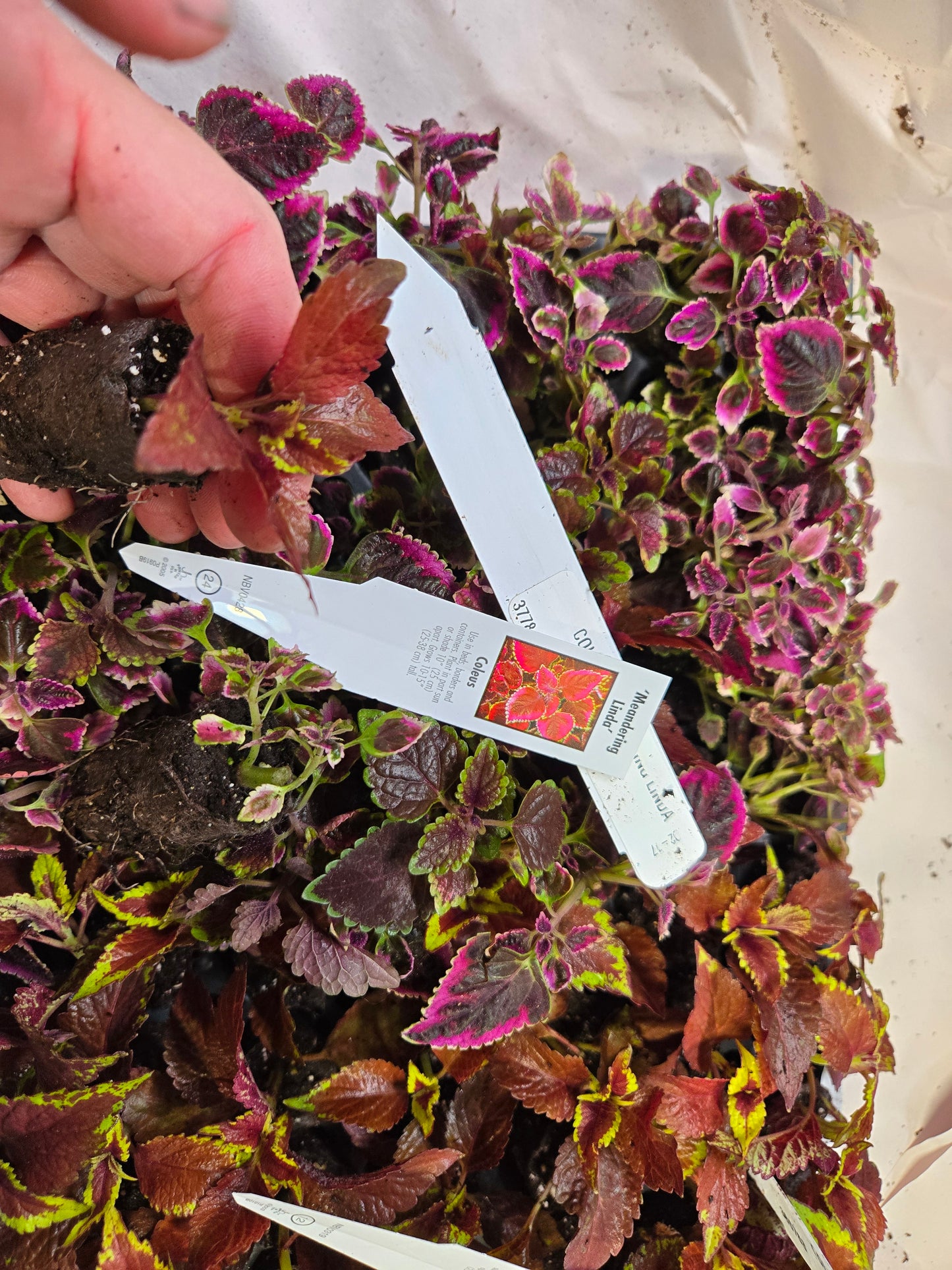 Coleus "CRACKLIN ROSE" live plant