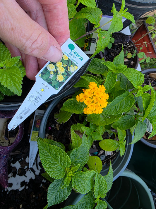 Lantana " GEM LEMON QUARTZ  " Live Rooted Starter  Plant