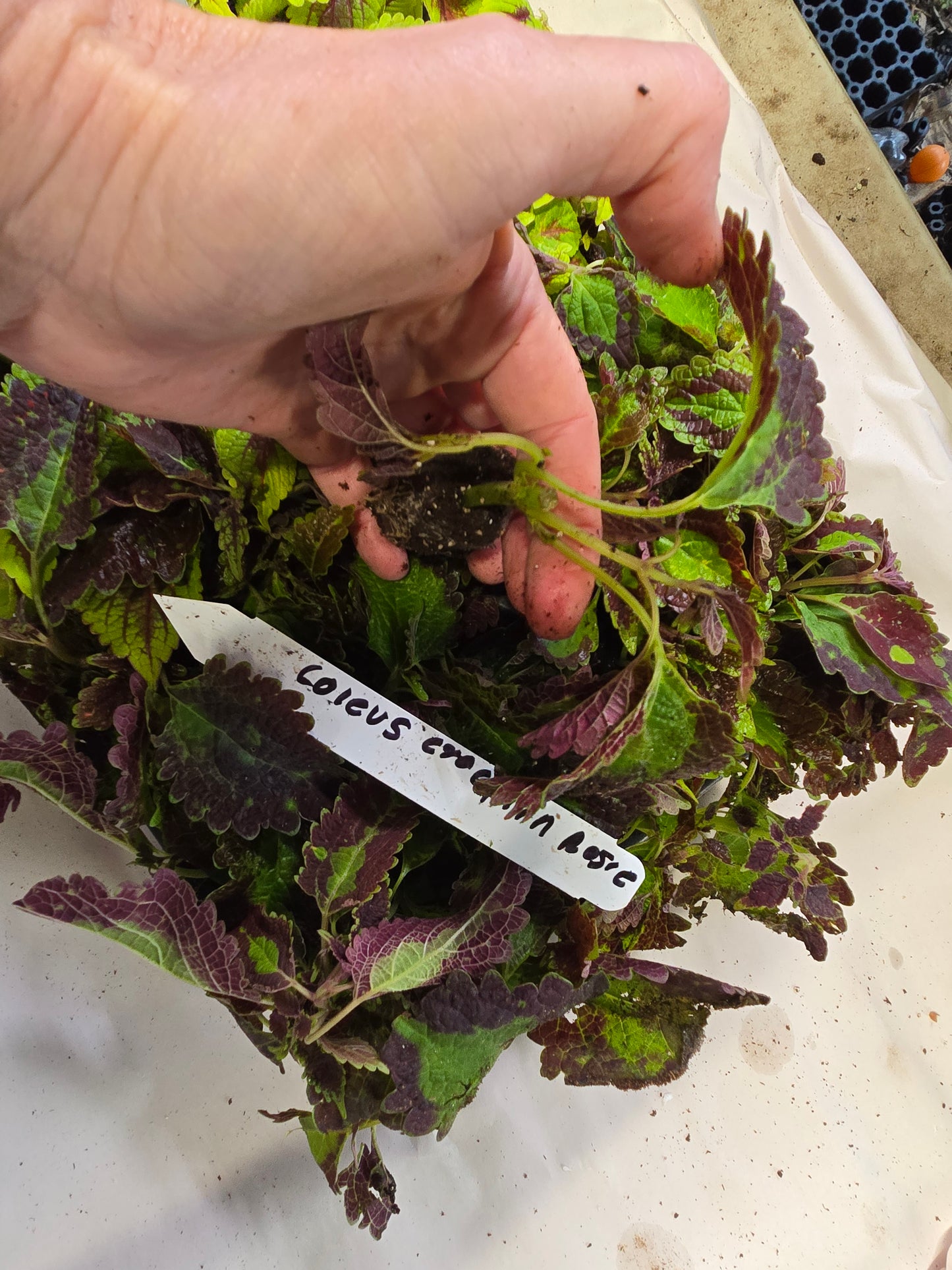 Coleus "CRACKLIN ROSE" live plant