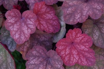 Heuchera Heureka Coral Bells AMBER LADY