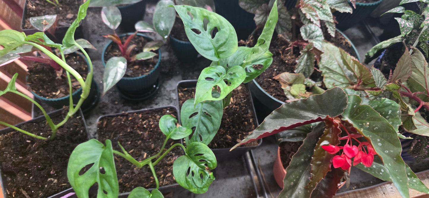 MONSTERA SWISS CHEESE 4-inch