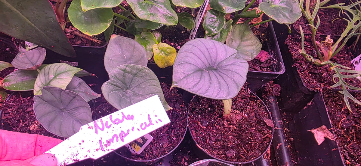 Alocasia Nebula Imperialis
