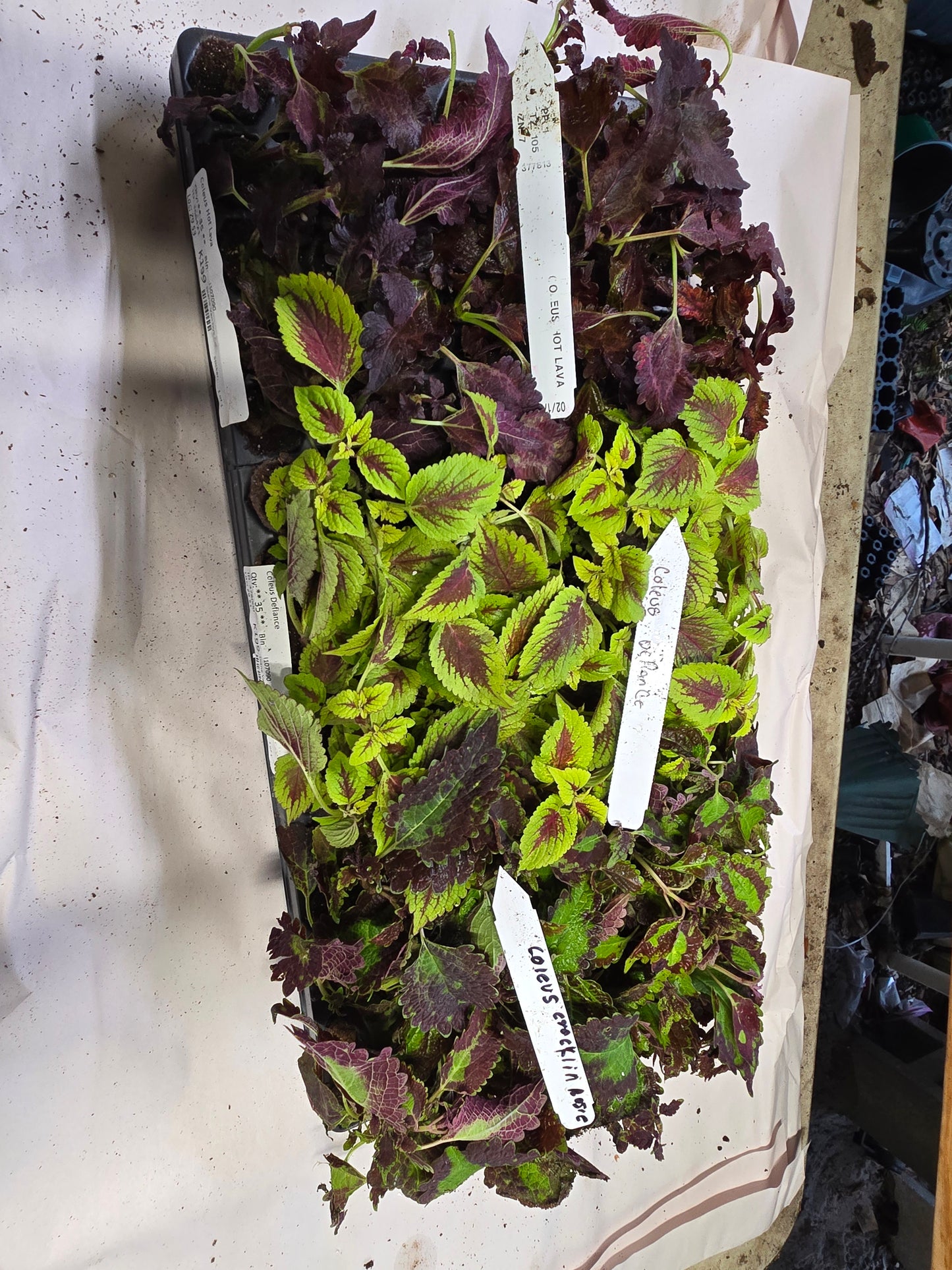 Coleus "PAT MARTIN" live plant