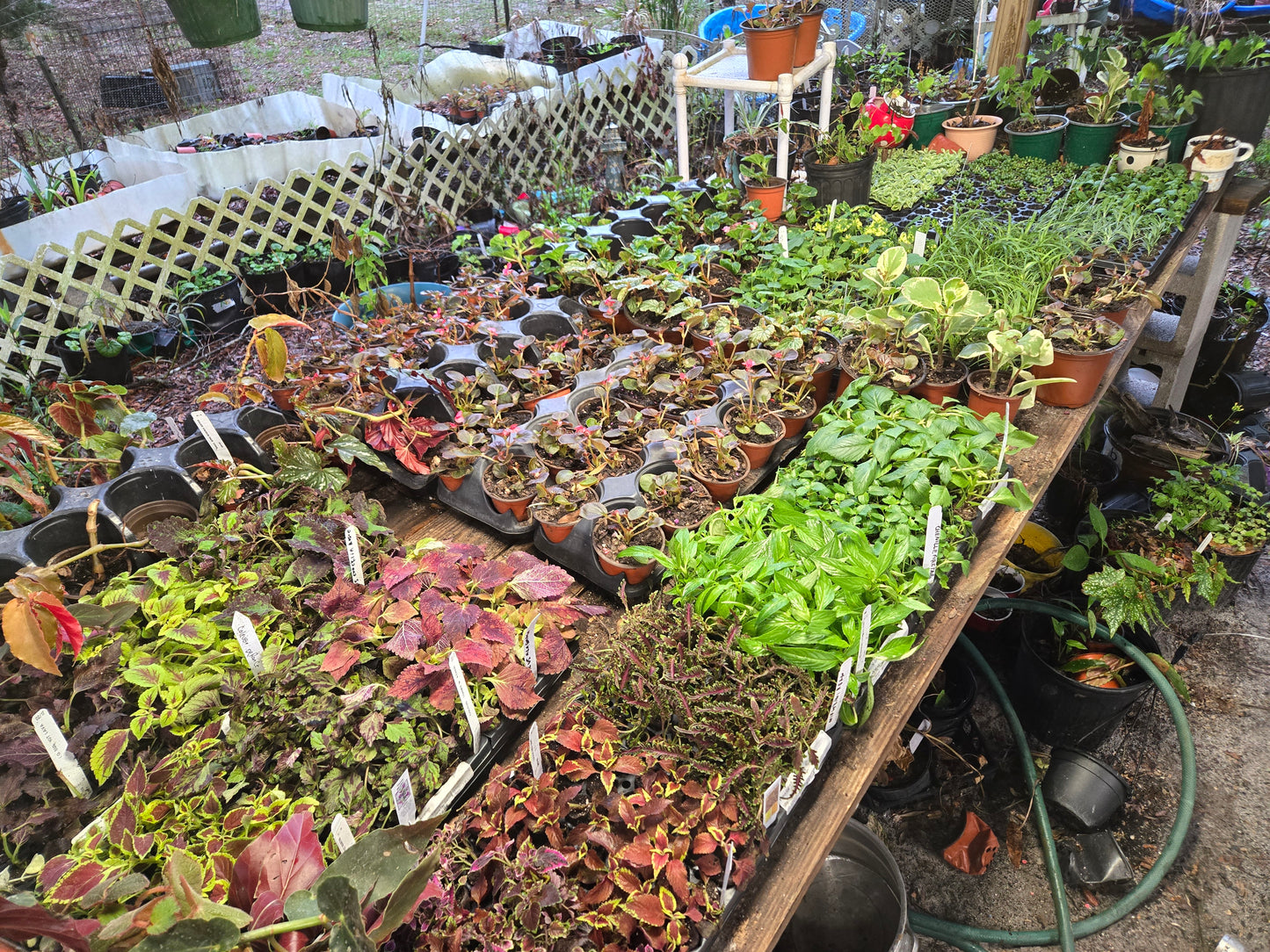 Coleus "MEANDERING LINDA" live plant