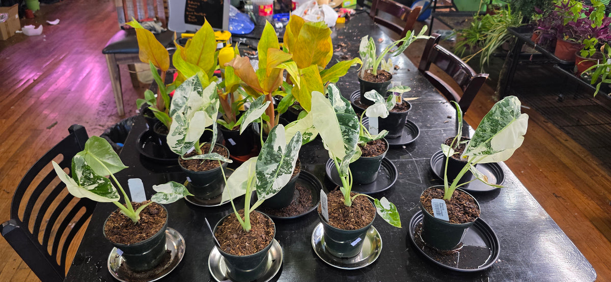4" Variegated Alocasia 'Frydek'