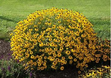 Rudbeckia Black-Eyed Susan"AMERICAN GOLD RUSH" hybrid