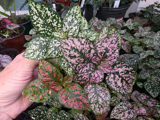 Polka Dot Plant "TRIO COLOR SELECT "