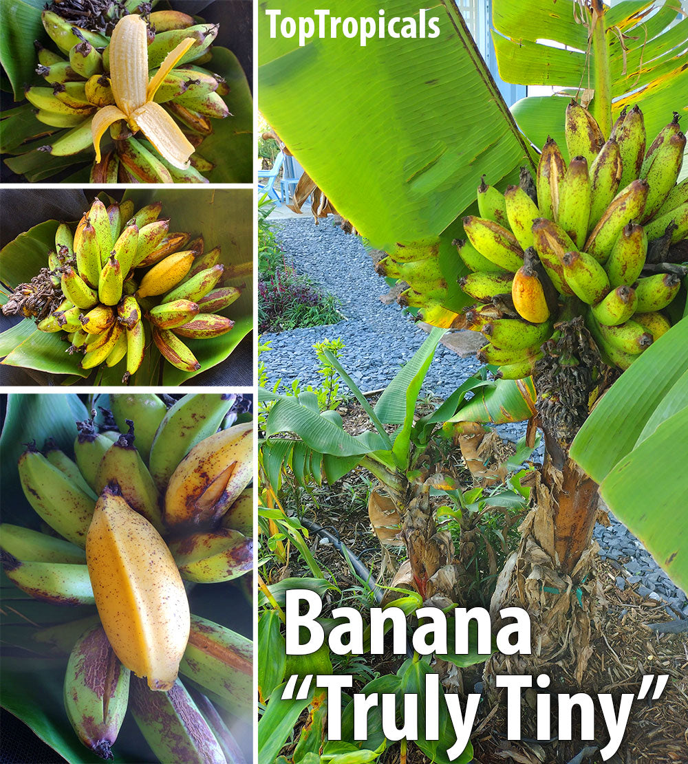 PREORDER TRULY TINY BANANA TREE LIVE