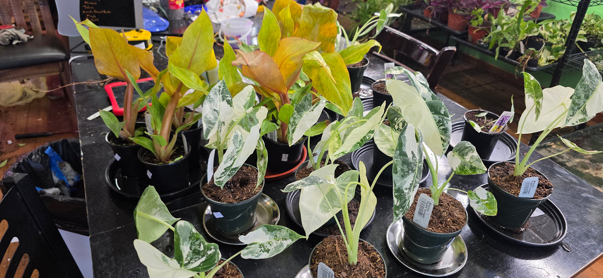 Alocasia Variegated Frydek -