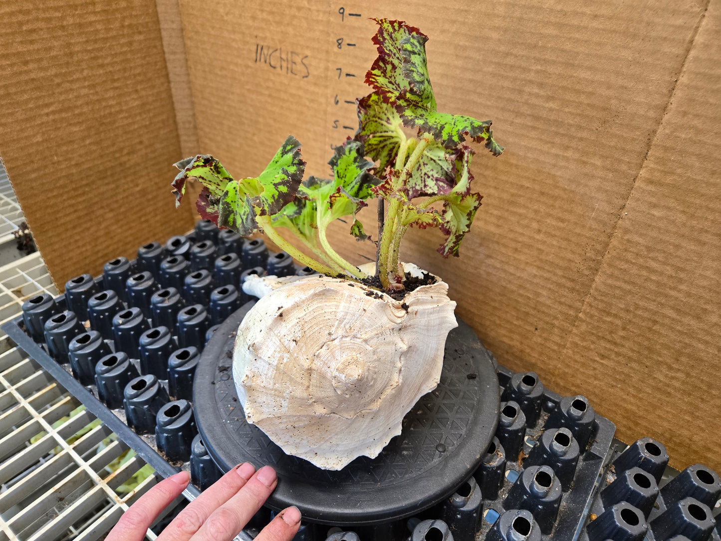 Unique plant with real shell pot and rex begonias