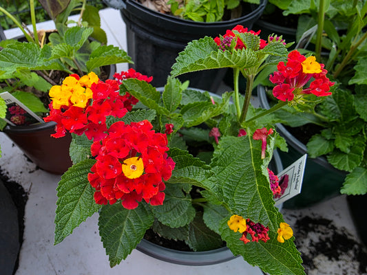 Lantana 'DARK RED"  Live Rooted Starter  Plant Stunning Red Color
