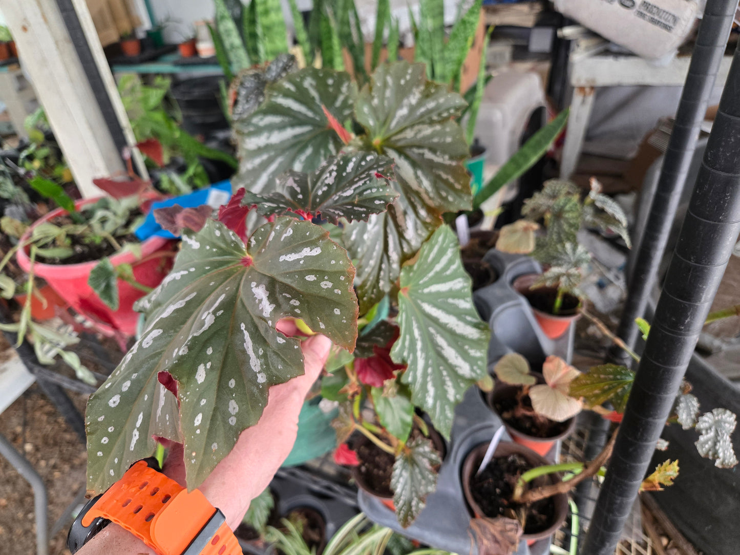 6 in pot Large Angel Wing/cane Sophia Begonia Rooted